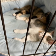 野良猫、保護猫さんにご支援お願いします（広島市内近郊）