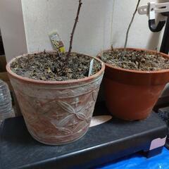 植木鉢各種七鉢＋メダカ鉢一個