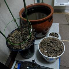 植木鉢各種七鉢＋メダカ鉢一個の画像