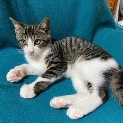 （トライアル決定）甘えん坊のキジシロ子猫