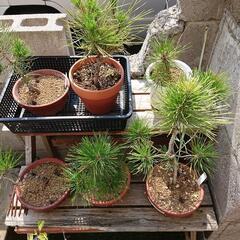 盆栽の画像