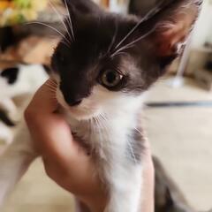 里親募集(飼い主不在確認済み)