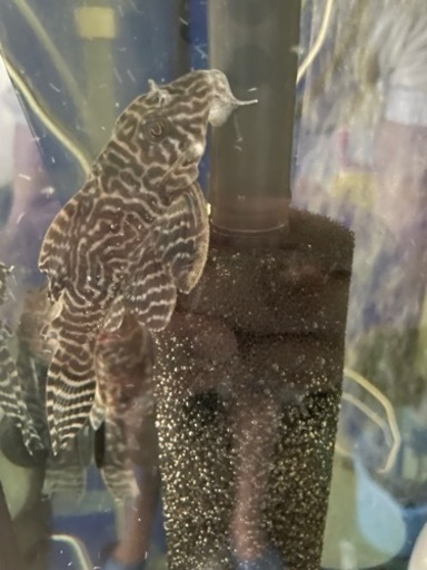 即戦力　俺1純血　両親共にリアル