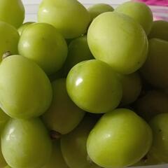 残り3房シャインマスカットの画像