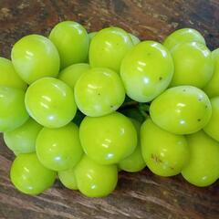 残り3房シャインマスカットの画像