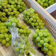 残り3房シャインマスカットの画像