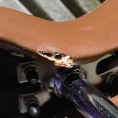 ブリジストン　一輪車　16インチ　USEDの画像