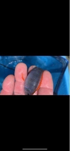 アフリカンシクリッド  Pseudotropheus perspicax red top WILD 6〜7㎝#1