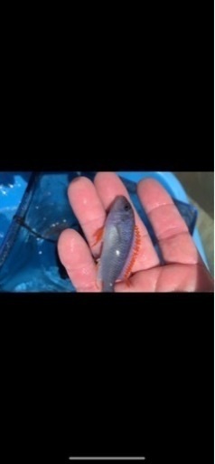 アフリカンシクリッド  Pseudotropheus perspicax red top WILD 6〜7㎝#1