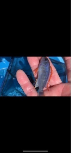 アフリカンシクリッド  Pseudotropheus perspicax red top WILD 6〜7㎝#1