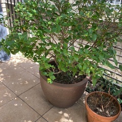 FREE plants & pots