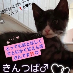 📣🐈‍⬛🎉島忠ホームズ昭島店様にて『保護猫カフェ ねこかつ』主催...