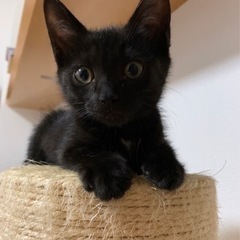 （動画あり）子グマのような子猫さん