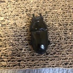 パラワンオオヒラタクワガタ 108mm 赤眼 雌雄ペアの画像