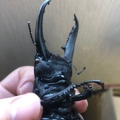 パラワンオオヒラタクワガタ 108mm 赤眼 雌雄ペアの画像