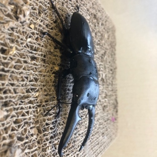 パラワンオオヒラタクワガタ 108mm 赤眼 雌雄ペア