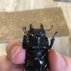 パラワンオオヒラタクワガタ 108mm 赤眼 雌雄ペアの画像