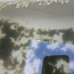 ☆値下げ☆特価!!ｸﾗｳﾄﾞｸﾞﾚ-ﾀﾞｲﾔめだか針子25匹の画像