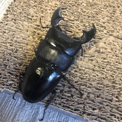 スマトラオオヒラタクワガタ 98mm 雌雄ペアの画像