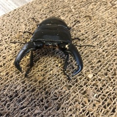 スマトラオオヒラタクワガタ 98mm 雌雄ペアの画像