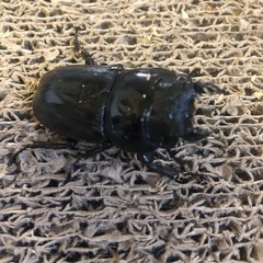 スマトラオオヒラタクワガタ 98mm 雌雄ペアの画像