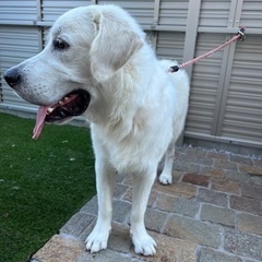 毛色が白の子犬ゴールデンレトリバー - 里親募集