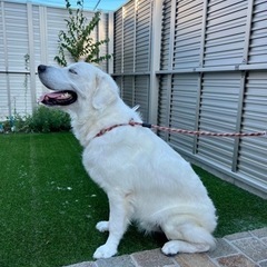 毛色が白の子犬ゴールデンレトリバー - 横浜市