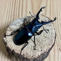 ギラファノコギリ　トリオの画像