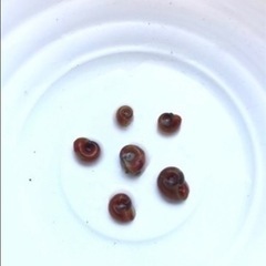 レッドラムズホーン　無料