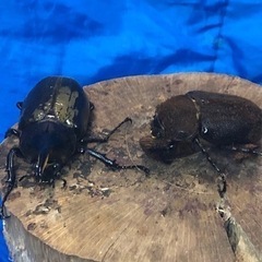【ミニペア】ヘラクレスオオカブト　の画像