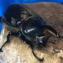 【ミニペア】ヘラクレスオオカブト　の画像