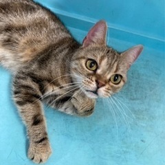 アメショーきなこちゃん - 猫