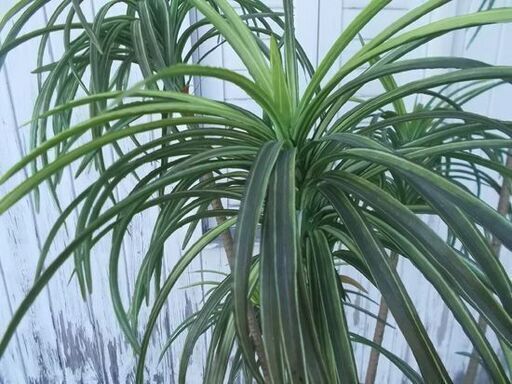 フェイクグリーン 観葉植物 高さ190cm インテリア 装飾 オフィス