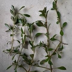 水草　ルドヴィジア