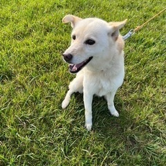雑種の犬 - 稚内市