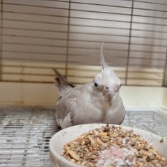 オカメインコ