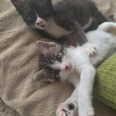 里親募集!!生後一ヶ月半の、黒白のお兄ちゃん&キジシロ妹ちゃん兄妹。