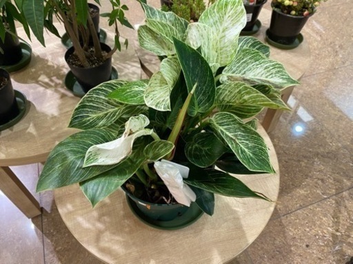 【写真追加】【観葉植物】フィロデンドロン・バーキン