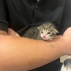 仔猫