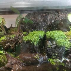 沖縄シリケンイモリの画像