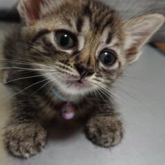 急募子猫たちの里親募集中