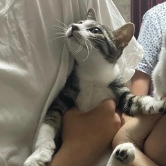 【里親様決まりましたありがとうございました！】イケメンで甘えん坊...