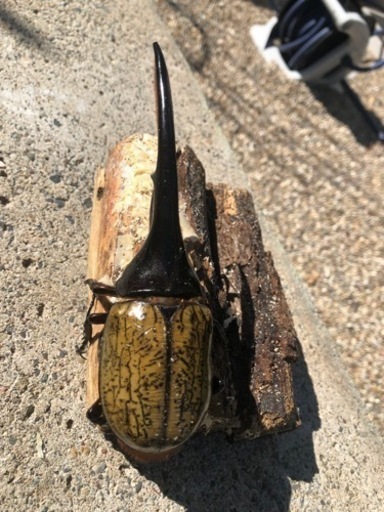 ヘラクレスオオカブトムシ　①