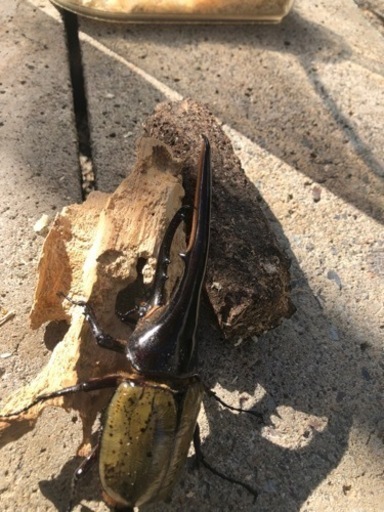 ヘラクレスオオカブトムシ　②