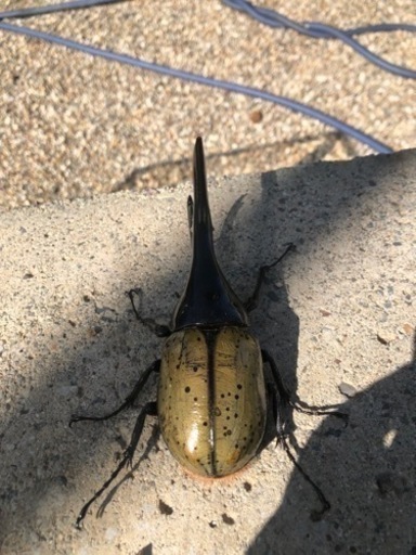 ヘラクレスオオカブトムシ　②