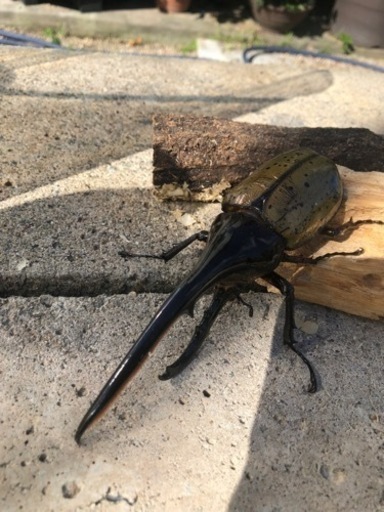 ヘラクレスオオカブトムシ　②