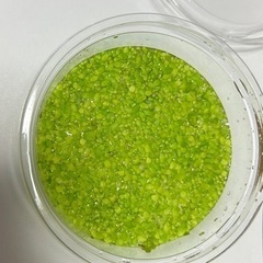 【増量中】🌱アオウキクサ🌱　水草　浮き草　産卵床　水質浄化の画像