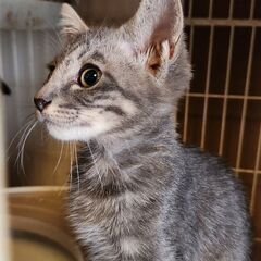 子猫ちゃんの里親になって下さる方 - 里親募集