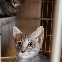 子猫ちゃんの里親になって下さる方 − 愛知県