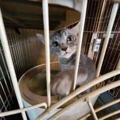 子猫ちゃんの里親になって下さる方 - 猫